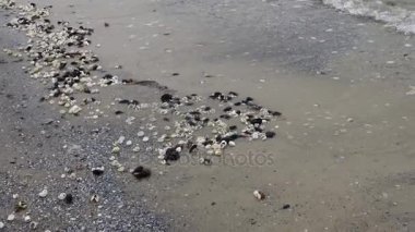 Anadara inaequivalvis - toxinler yumuşakça, Karadeniz'de, invaziv bir tür bir istilacı. Deniz Ekolojik sorun. 