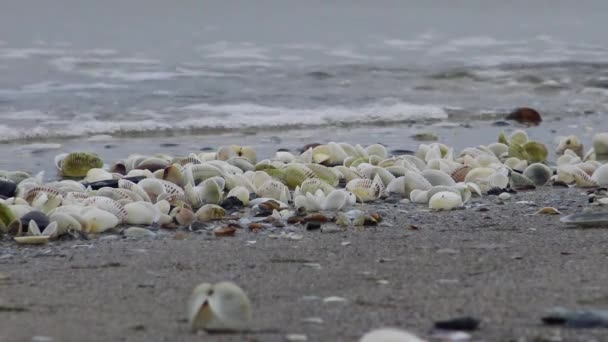 Anadara inaequivalvis - Molusco bivalvo, un invasor en el Mar Negro, una especie invasora. Problema ecológico del mar . — Vídeos de Stock