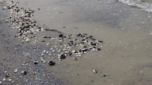 Anadara inaequivalvis mollusco bivalve, un invasore nel Mar Nero, una specie invasiva. Problema ecologico del mare . — Video Stock