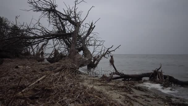 Een grote dode boom op een zandstrand, een bewolkte dag — Stockvideo