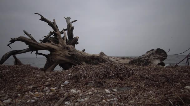 Ein großer toter Baum an einem Sandstrand, ein bewölkter Tag — Stockvideo