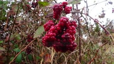Böğürtlen Rubus aile (Rosusae subgenus vardır)