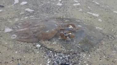 Rhizostoma pulmo, ölü denizanası, karaya fırtına, deniz köpüğü sırasında atılmış. Karadeniz, Odessa Bay
