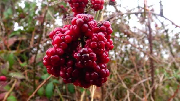 Blackberries Subgénero Familia Rubus Rosusae — Vídeos de Stock