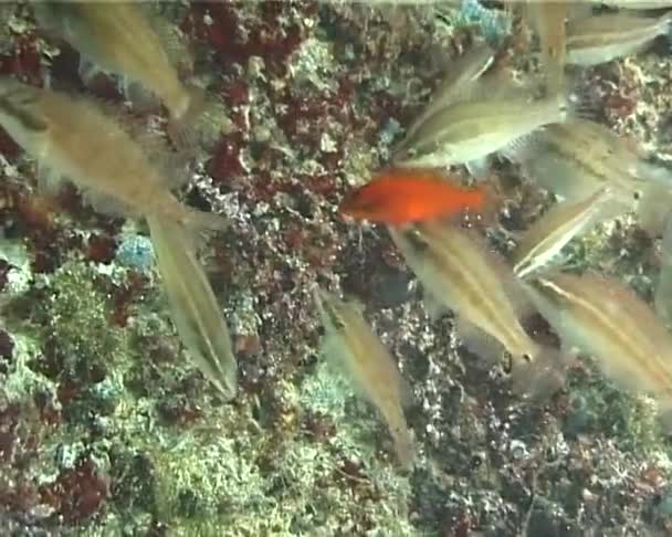 School Van Vis Ocellated Wrasse Peacock Wrasse Symphodus Ocellatus Tinca — Stockvideo