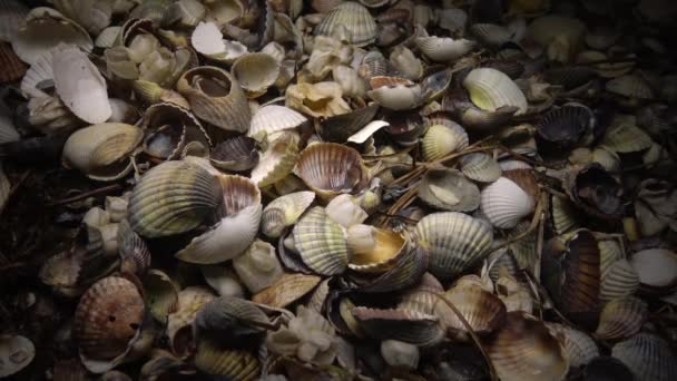 Раковины моллюсков Крастодерма и Анадара на берегу, ночная стрельба — стоковое видео