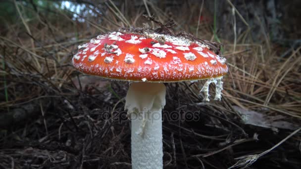 Amanita muscaria, commonly known as the fly agaric or fly amanita, is a basidiomycete mushroom — Stock Video