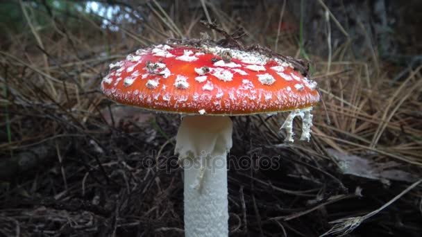 Sinek mantarı sinek agaric veya sinek amanita, olarak bilinen, bir basidiomycete mantar mı — Stok video