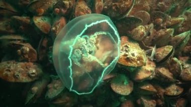 Aurelia aurita (ay jöle, ay denizanası, ortak denizanası veya daire jöle de denir) yaygın olarak okudu familyasına ait bir cins Aurelia