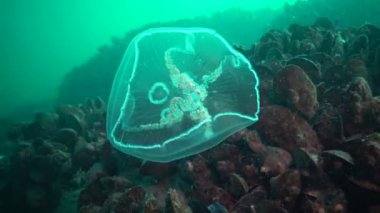 Aurelia aurita (ay jöle, ay denizanası, ortak denizanası veya daire jöle de denir) yaygın olarak okudu familyasına ait bir cins Aurelia