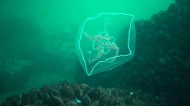 Aurelia aurita (ay jöle, ay denizanası, ortak denizanası veya daire jöle de denir) yaygın olarak okudu familyasına ait bir cins Aurelia