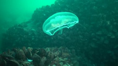 Aurelia aurita (ay jöle, ay denizanası, ortak denizanası veya daire jöle de denir) yaygın olarak okudu familyasına ait bir cins Aurelia