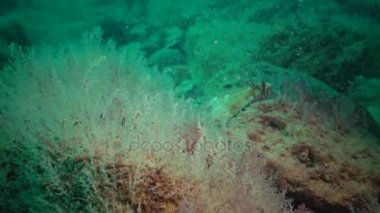 Hydroid polip Obelia sp., Karadeniz'de bir taş üzerinde büyüyen su, sallanan
