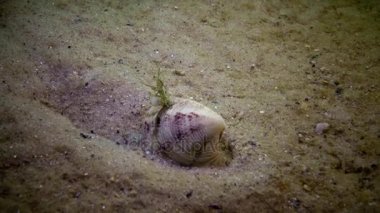 Chamelea gallina, yaygara san tarar.