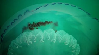 Karadeniz'de su sütunu içinde yüzen, Rhizostoma pulmo, büyük denizanası. Bir scyphomedusa Rhizostomatidae ailede