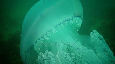 Karadeniz'de su sütunu içinde yüzen, Rhizostoma pulmo, büyük denizanası. Bir scyphomedusa Rhizostomatidae ailede