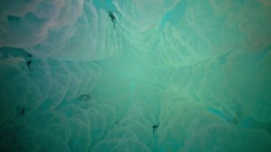 Genç bir örnek su sütunu içinde yüzen Karadeniz'de, Rhizostoma pulmo, denizanası. Bir scyphomedusa Rhizostomatidae ailede