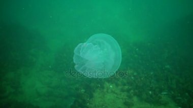 Genç bir örnek su sütunu içinde yüzen Karadeniz'de, Rhizostoma pulmo, denizanası. Bir scyphomedusa Rhizostomatidae ailede