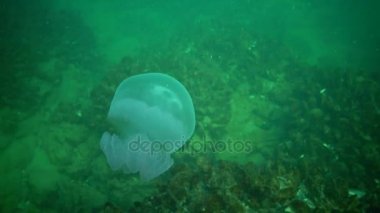 Genç bir örnek su sütunu içinde yüzen Karadeniz'de, Rhizostoma pulmo, denizanası. Bir scyphomedusa Rhizostomatidae ailede