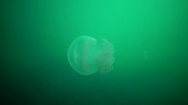 Genç bir örnek su sütunu içinde yüzen Karadeniz'de, Rhizostoma pulmo, denizanası. Bir scyphomedusa Rhizostomatidae ailede