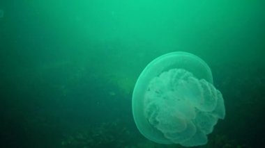 Genç bir örnek su sütunu içinde yüzen Karadeniz'de, Rhizostoma pulmo, denizanası. Bir scyphomedusa Rhizostomatidae ailede