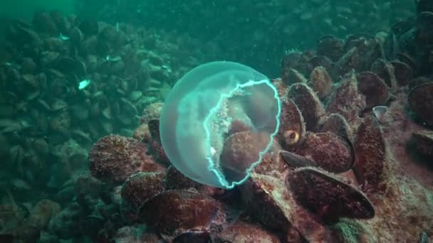 Aurelia Uszata Zwany Także Księżyc Galaretki Księżyc Jellyfish Jellyfish Wspólne — Wideo stockowe