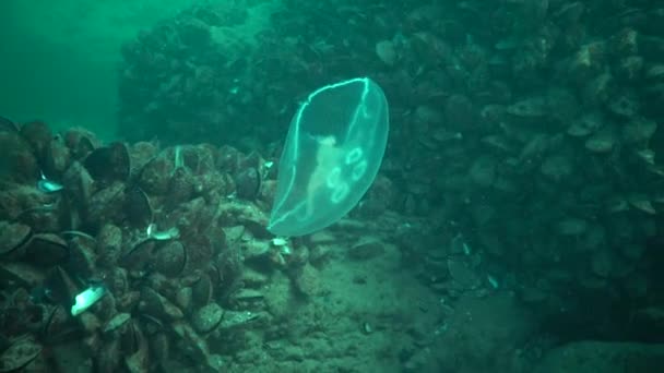 Aurita 月水母 月海蜇 普通水母 碟状果冻 是一种被广泛研究的水母属植物 — 图库视频影像
