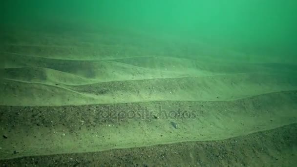 Dna Morskiego Morzu Czarnym Pobliżu Brzegu Piasek Jest Pokryta Brązowy — Wideo stockowe