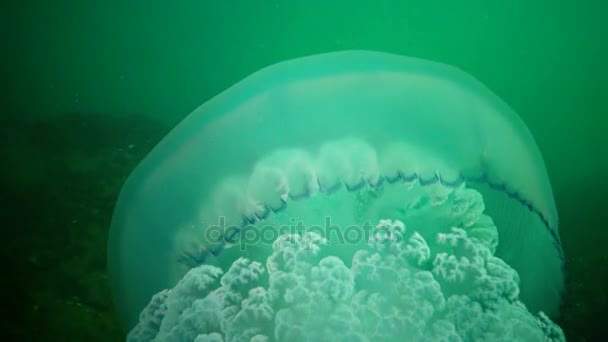 Big Jellyfish Black Sea Rhizostoma Pulmo Floating Water Column Scyphomedusa — Stock Video