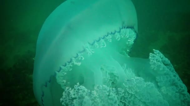 Uma Grande Alforreca Mar Negro Rhizostoma Pulmo Flutuar Coluna Água — Vídeo de Stock