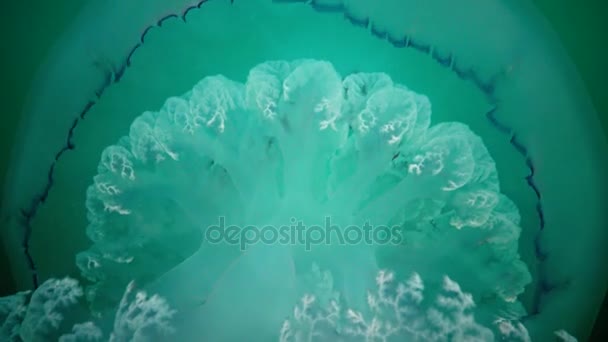 大水母在黑海 Rhizostoma Pulmo 漂浮在水柱中 Rhizostomatidae Scyphomedusa — 图库视频影像
