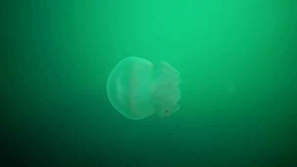 一个年轻的水母标本在黑海 Rhizostoma Pulmo 漂浮在水柱 Rhizostomatidae Scyphomedusa — 图库视频影像
