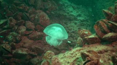 Genç bir örnek su sütunu içinde yüzen Karadeniz'de, Rhizostoma pulmo, denizanası. Bir scyphomedusa Rhizostomatidae ailede