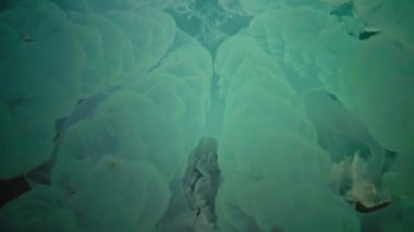 Karadeniz'de su sütunu içinde yüzen, Rhizostoma pulmo, büyük denizanası. Bir scyphomedusa Rhizostomatidae ailede