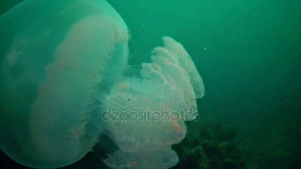 Jeune Spécimen Méduses Mer Noire Rhizostoma Pulmo Flottant Dans Colonne — Video