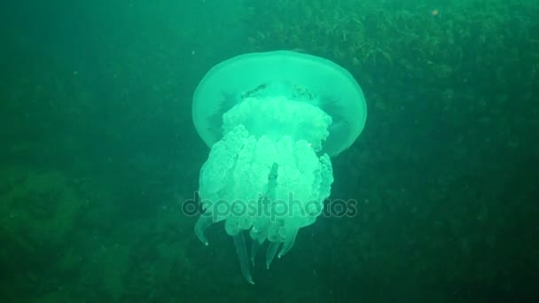 Grandes Medusas Mar Negro Rhizostoma Pulmo Flotando Columna Agua Una — Vídeo de stock