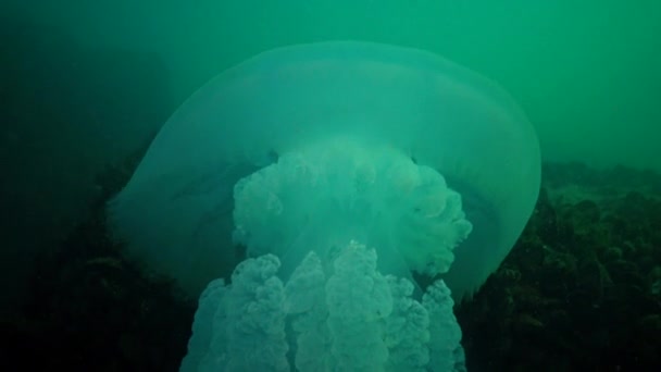 Μεγάλο Μέδουσες Στη Μαύρη Θάλασσα Rhizostoma Pulmo Επιπλέουν Στη Στήλη — Αρχείο Βίντεο