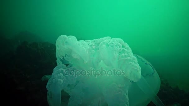 Velké Medúzy Černém Moři Rhizostoma Pulmo Plovoucí Vodním Sloupci Scyphomedusa — Stock video