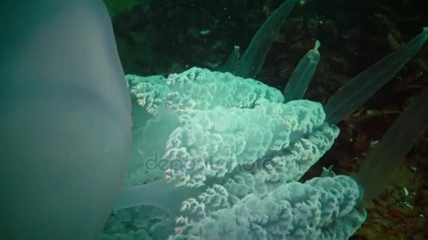 Grandes Medusas Mar Negro Rhizostoma Pulmo Flotando Columna Agua Una — Vídeos de Stock