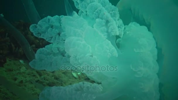 Большая Медуза Черном Море Rhizostoma Pulmo Плавающая Водяном Столбе Сцифомедузы — стоковое видео