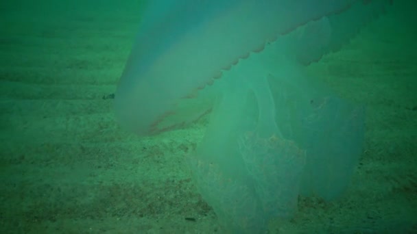 Rhizostoma 水の列に浮かぶ大きなクラ Rhizostomatidae の測定 — ストック動画