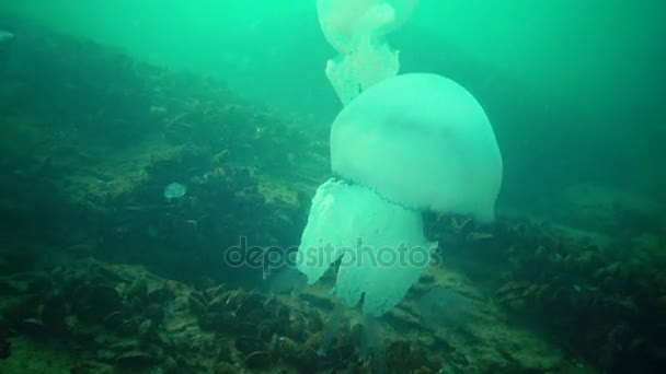 Grandi Meduse Nel Mar Nero Rhizostoma Pulmo Galleggianti Nella Colonna — Video Stock