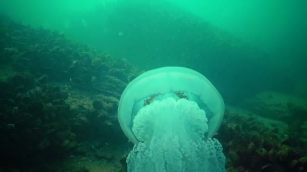 大水母在黑海 Rhizostoma Pulmo 漂浮在水柱中 Rhizostomatidae Scyphomedusa — 图库视频影像