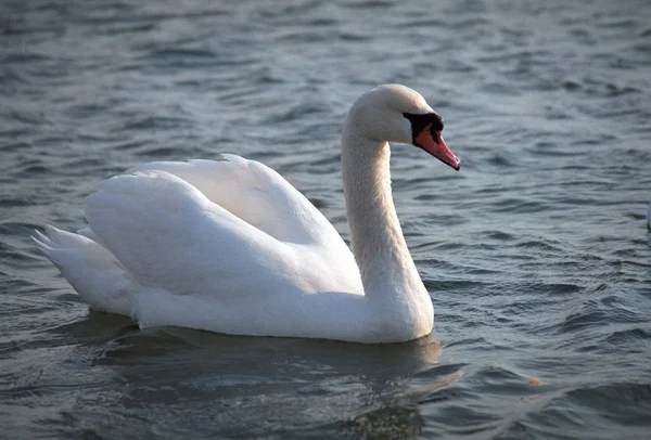 Cygnus olor é uma espécie de cisne da família Cygnus. — Fotografia de Stock