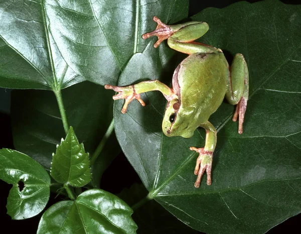 Rana arborícola europea (Hyla arborea) — Foto de Stock