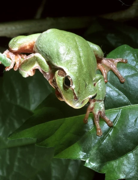 Βάτραχος του ευρωπαϊκού δέντρου (Hyla arborea) — Φωτογραφία Αρχείου