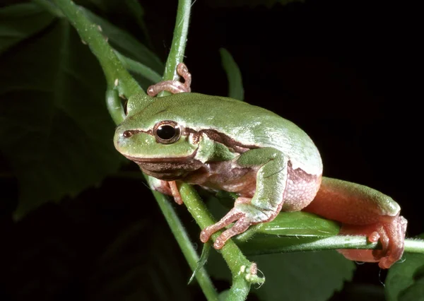 European tree frog (Hyla arborea) — Stock Photo, Image