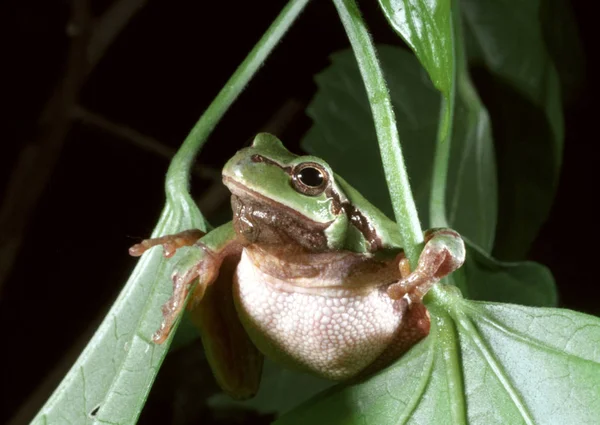 European tree frog (Hyla arborea) — Stock Photo, Image