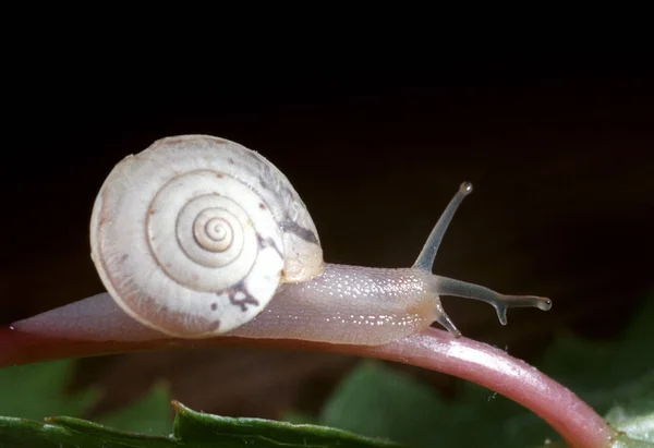 Caracol terrestre com um parasita no caule dos olhos — Fotografia de Stock