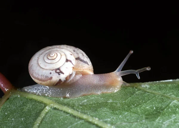 在眼茎中有寄生虫的陆地蜗牛 — 图库照片
